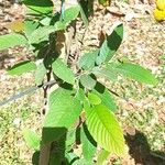 Phyllodium pulchellum Leaf