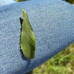 Rorippa austriaca Leaf