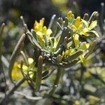 Cneorum pulverulentum Flower