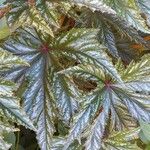 Begonia aconitifolia Leaf