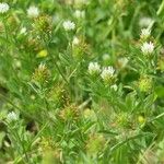 Trifolium squamosum Habit