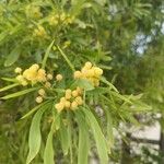 Acacia retinodes 花