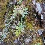 Asplenium aethiopicum Hábito