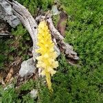 Orobanche flava Flower