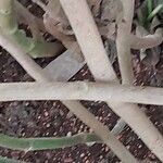 Roldana petasitis Bark