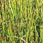 Equisetum bogotense Folha