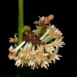 Smilax domingensis Flower