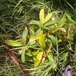 Ardisia elliptica Blatt