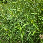 Coreopsis tripteris Leaf