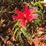 Calliandra tweediei Flower