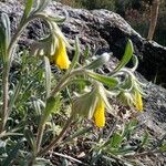 Onosma pseudoarenaria Fiore