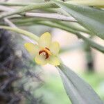 Octomeria grandiflora Flower