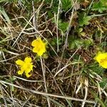 Potentilla pusilla Bloem