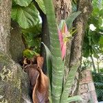 Billbergia zebrina অভ্যাস