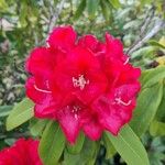Rhododendron ferrugineum Kvet