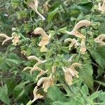 Salvia glutinosa Blüte