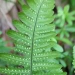 Gymnocarpium robertianum Fruto