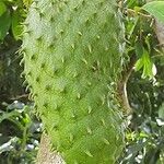 Annona muricata Fruit