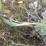 Lomatium triternatum Συνήθη χαρακτηριστικά