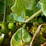 Cochlearia danica Blad