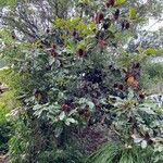 Banksia robur आदत