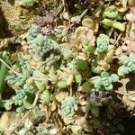 Sedum dasyphyllum Lehti