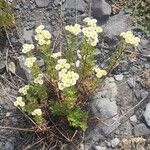 Tanacetum parthenium Habitus