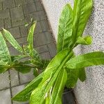 Alpinia galanga Leaf