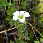 Parnassia nubicola عادت