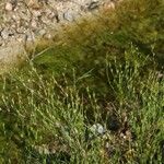 Juncus rechingeri عادت داشتن