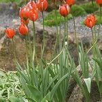 Tulipa orphanidea Blüte