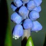 Muscari botryoides 花