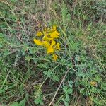 Crotalaria laburnifolia Lorea