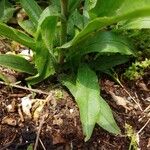 Penstemon pallidus Blad