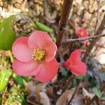 Chaenomeles japonicaКвітка