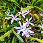 Cattleya lundii Flor