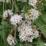 Cuscuta epithymum Diğer