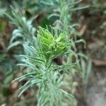 Conyza bonariensis 花