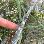 Epacris microphylla പുഷ്പം