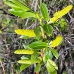 Salix pentandra Blomma
