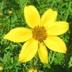 Bidens ferulifolia 花