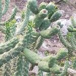 Austrocylindropuntia cylindrica Liść