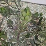 Senecio decaryi Hoja