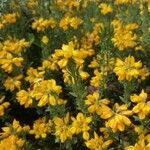 Genista hispanica 花