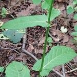 Crepis paludosa Листок