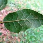 Quercus agrifolia Blatt