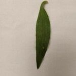 Plantago media Leaf