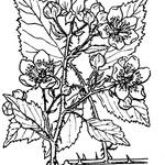 Rubus condensatus Diğer