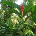 Alpinia purpurata Hábito