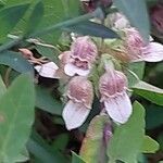 Digitalis lanata Flower